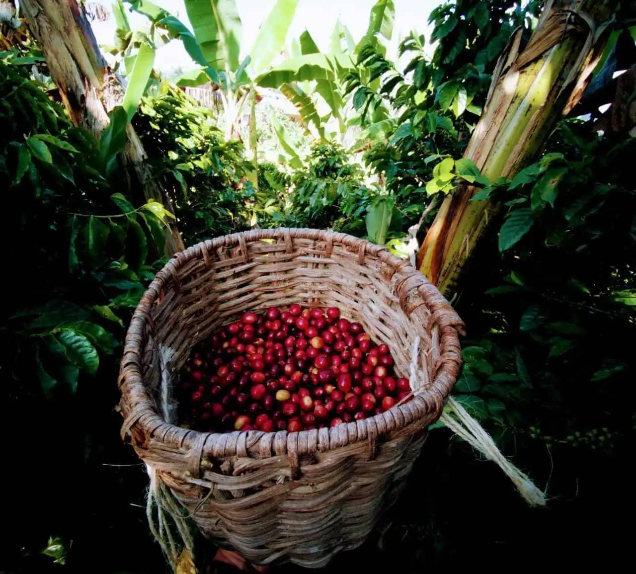 Café especial de altura El Turpial en grano o molido