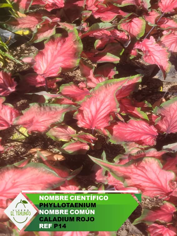 Plántula de Caladium Rojo