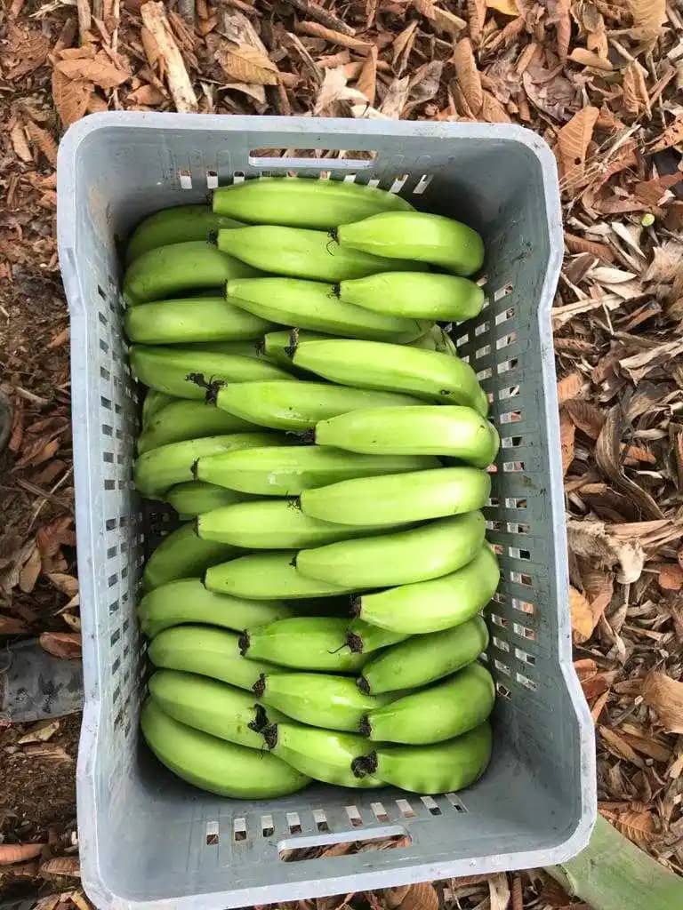 Banano La corpo Caja de 10000 kg