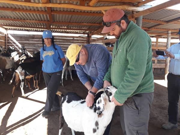 Asesoría Técnica para Productores de Ovinos y Caprinos no Asociados PROVICA