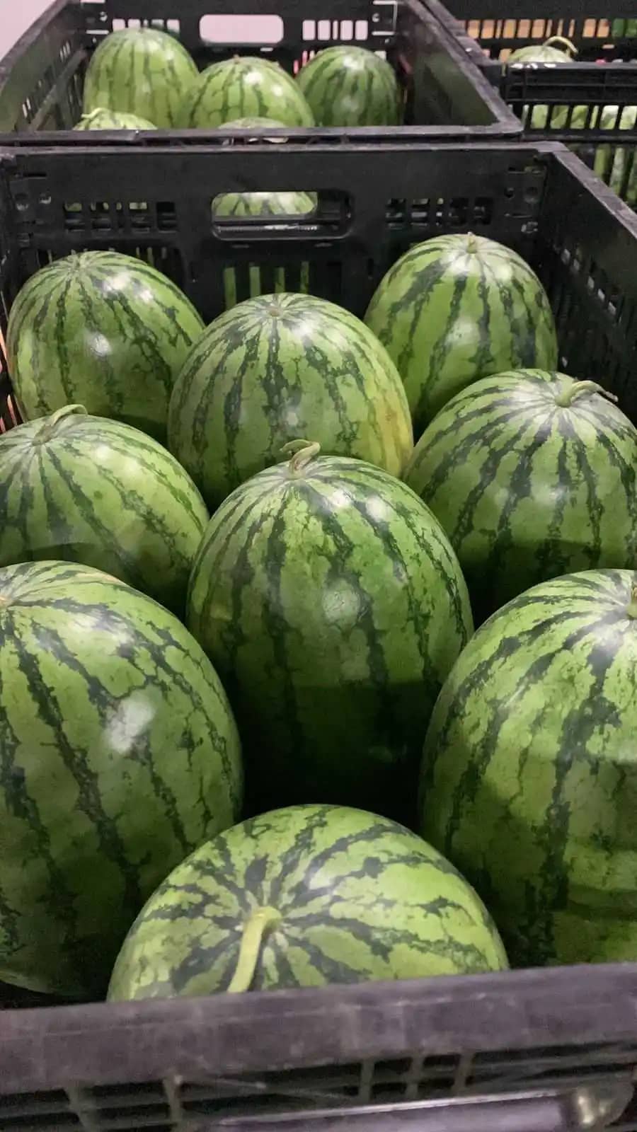 Sandias Fertilia.jpeg