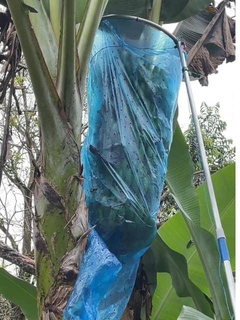 Embolsadora de Plátano AGROIDEAS - Protección de racimos