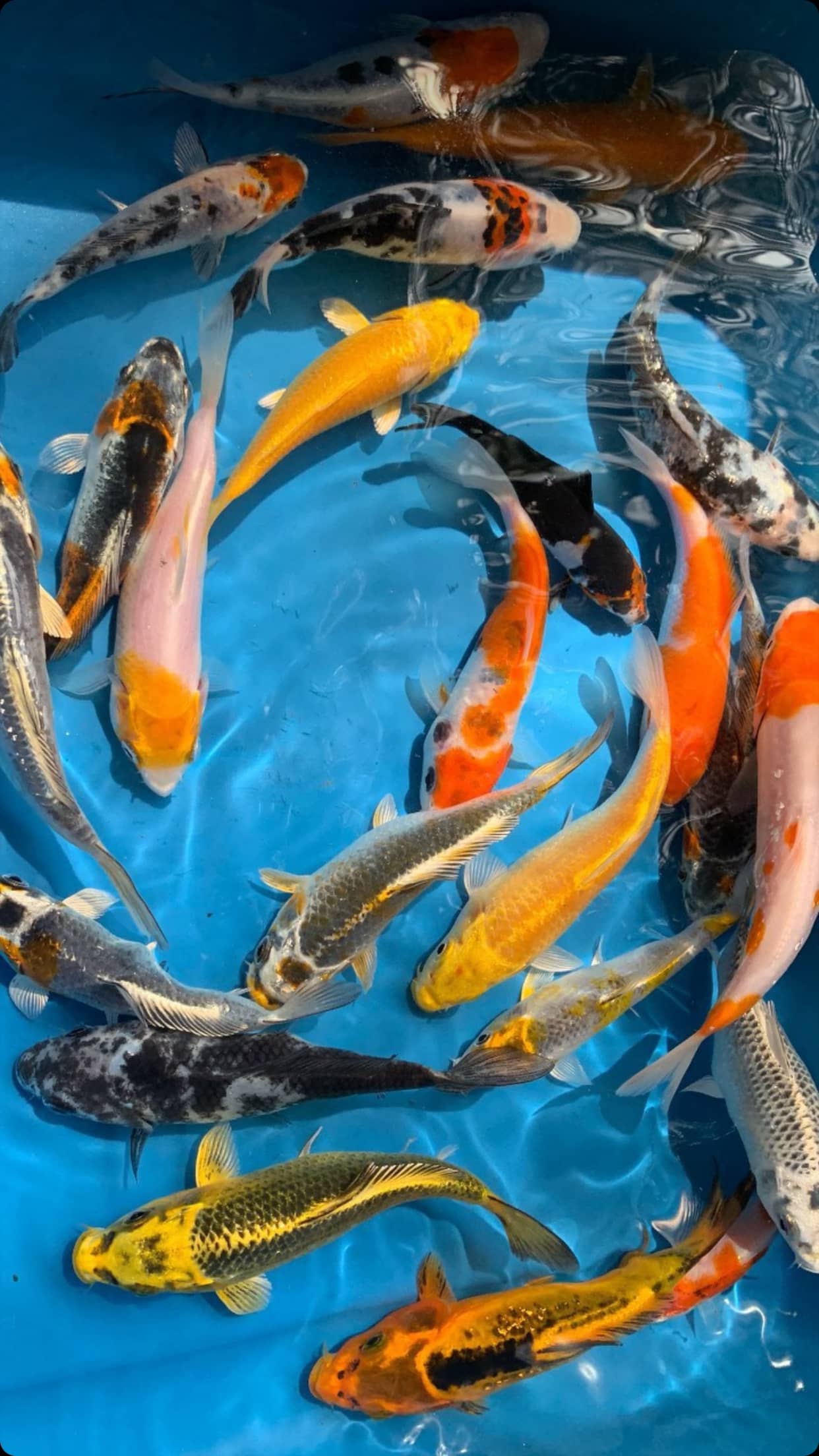 Carpa Dorada