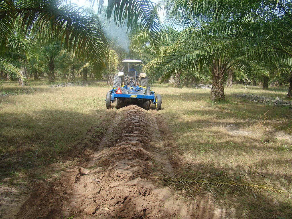 Caballoneador Taipa Palmera