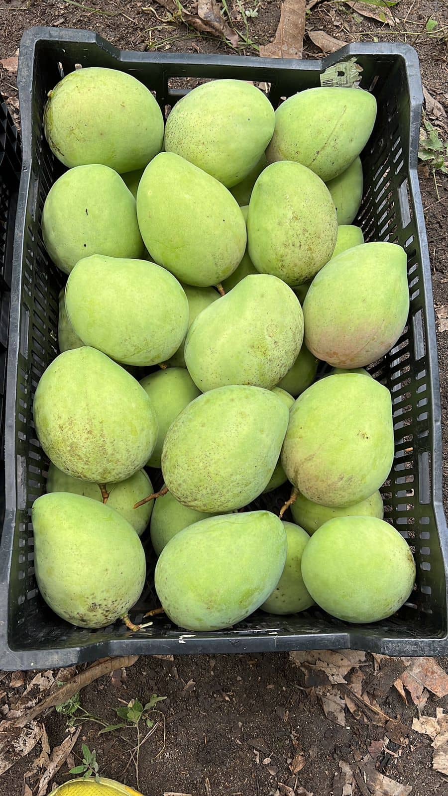 Venta de Mango Filipino x Canastillas de 25 kilogramos