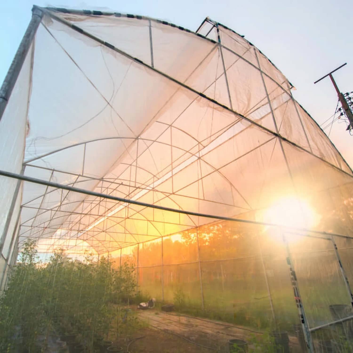 Malla Antitrips - Uso agrícola para protección de cultivo