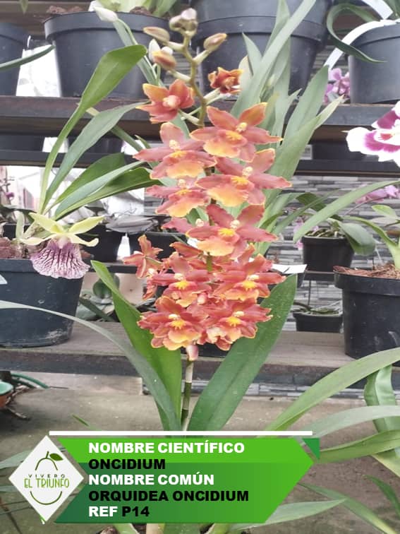 Plántula de Orquídea Oncidium
