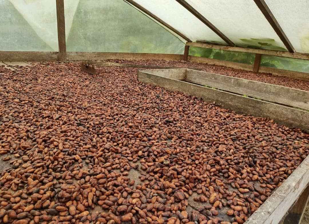 Cacao en grano seco