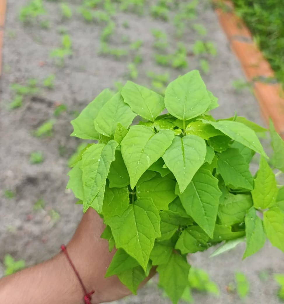 WhatsApp Image 2026-03-05 at 12.28.08.jpeg