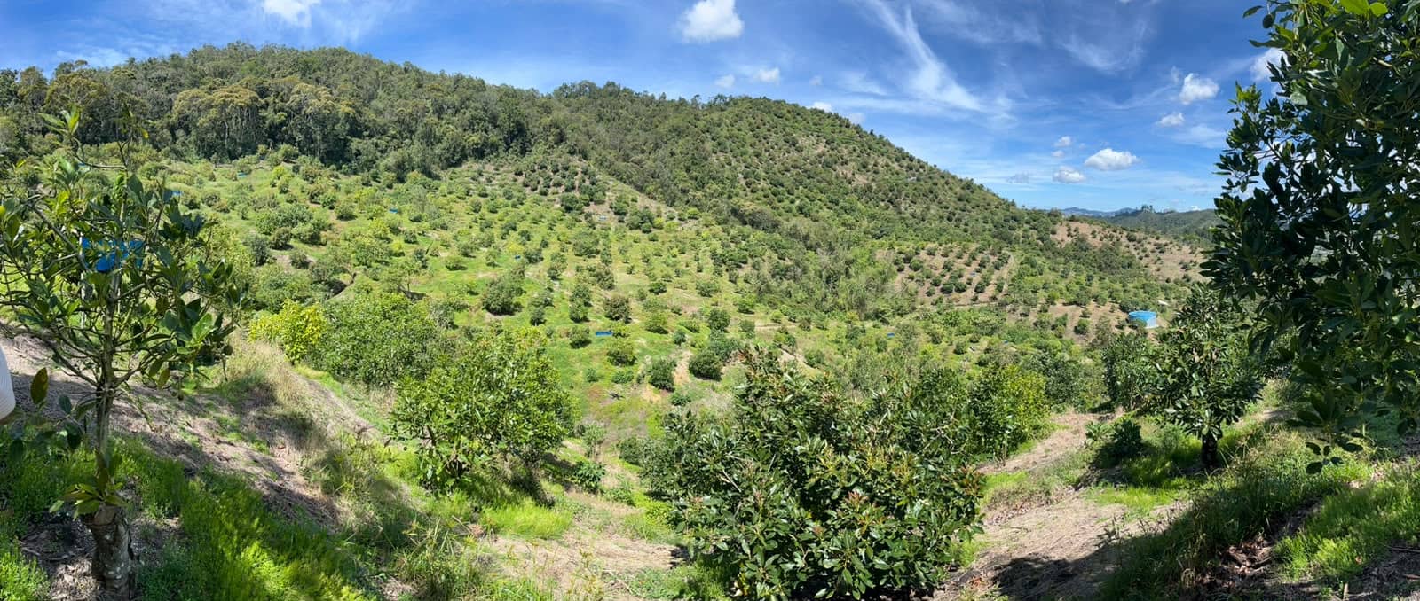 Finca de Aguacate Hass en Venta en Antioquia | Sol de Oriente