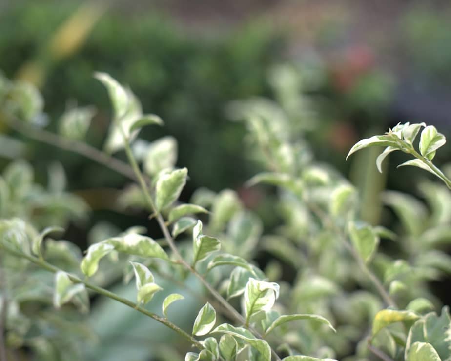 Captura de pantalla 2024-12-20 095651.png