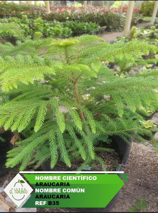 Plántula de Araucaria