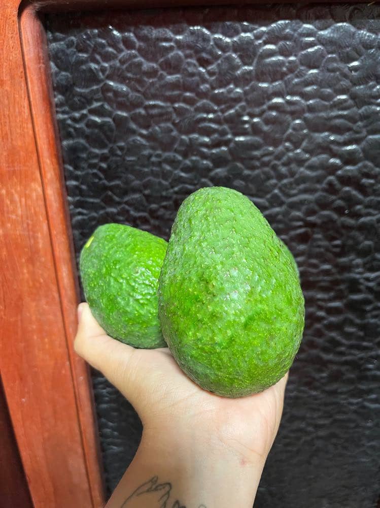 Aguacate hass