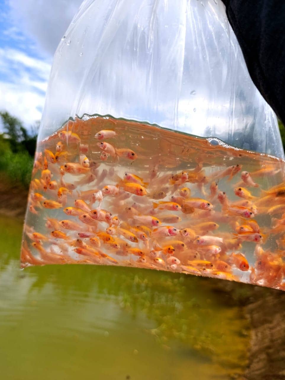 Tilapia Entera