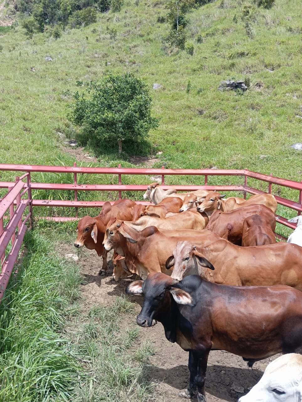 Ganado Bovino en Pie 450 - 500KG