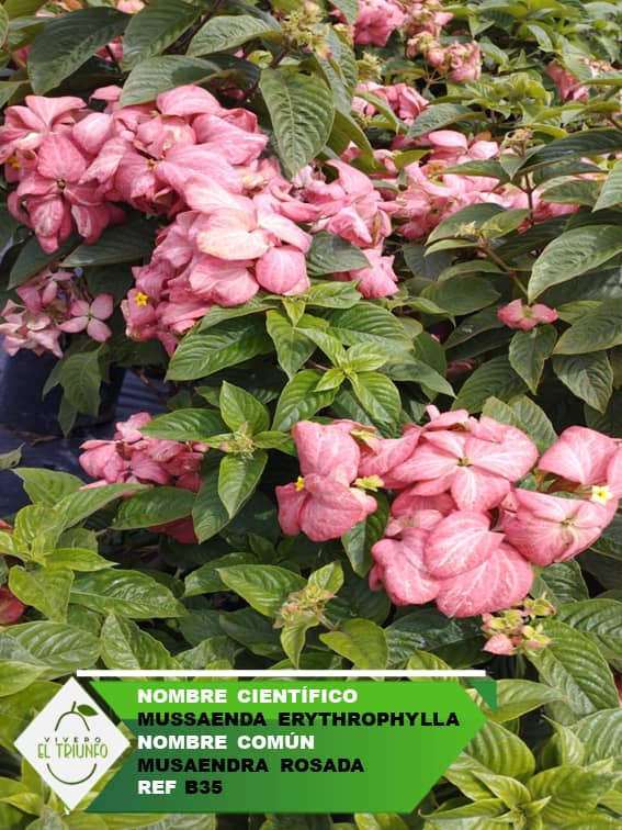 Plántula de Musahendra