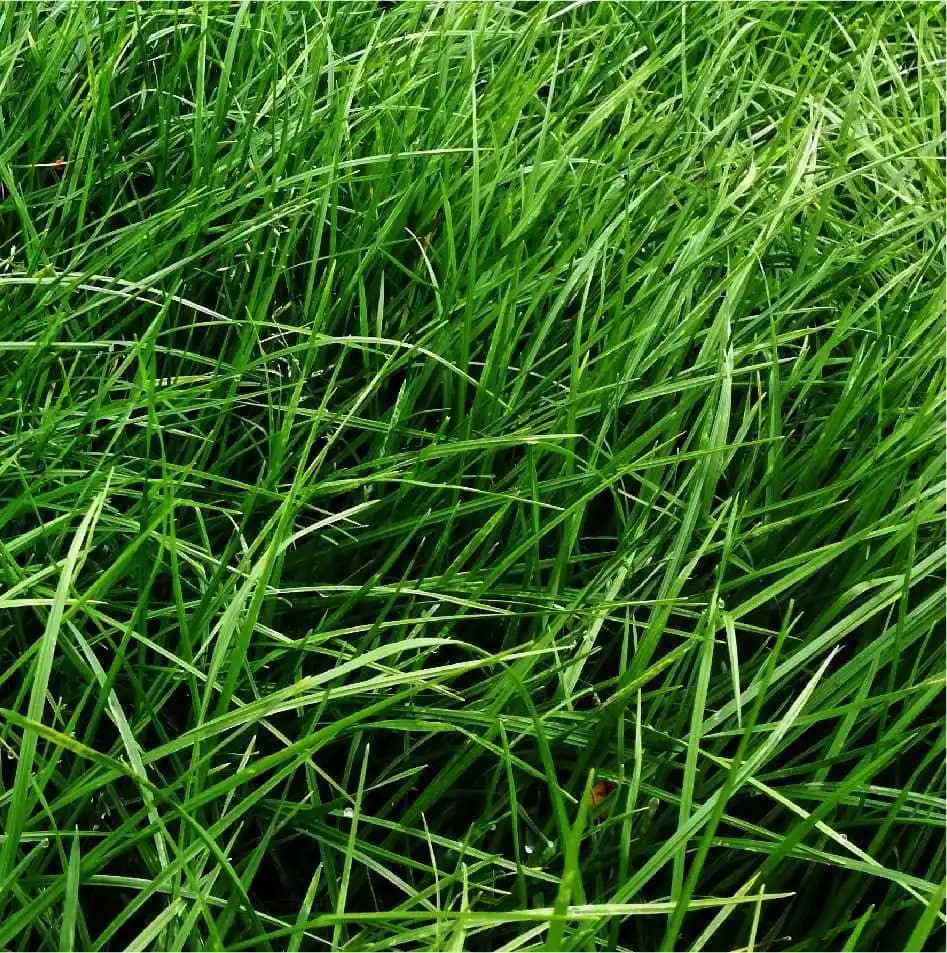 RYE GRASS  ONE50 CERTIFIED