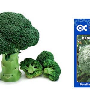 Semilla de Brocoli calabrese x 2 gr