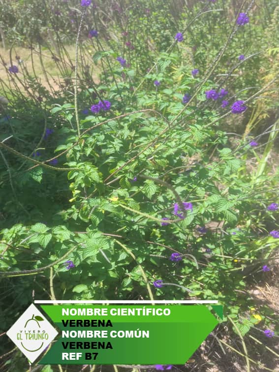 Plántula de Verbena