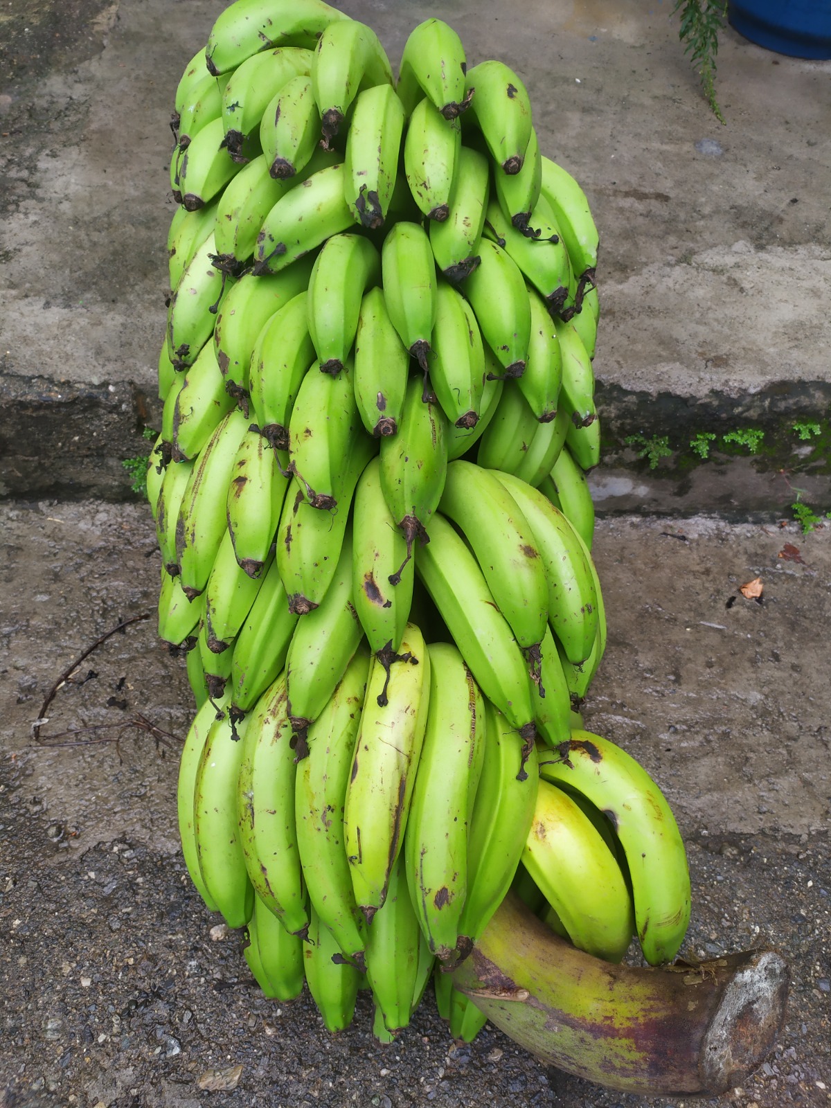 Plátano x Kg