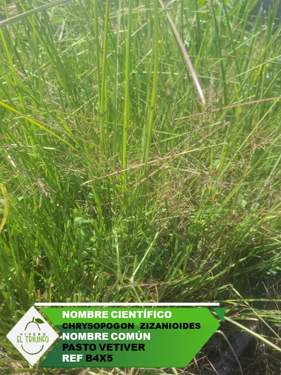 Plántula de Pasto Vetiver