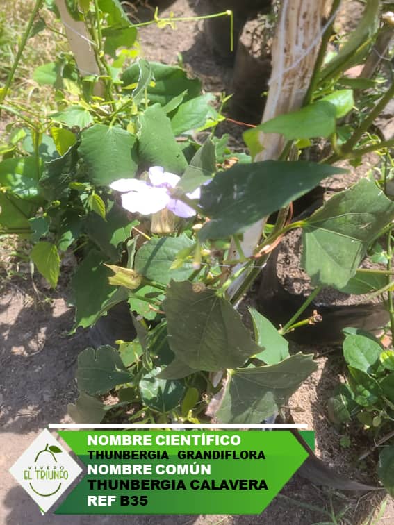 Plántula de Tumberquia Calavera
