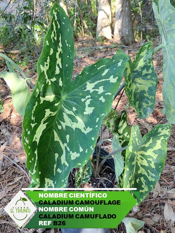 Plántula de Caladium Camuflado