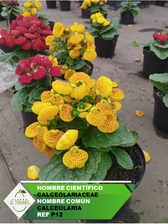 Plántula de Calceolaria