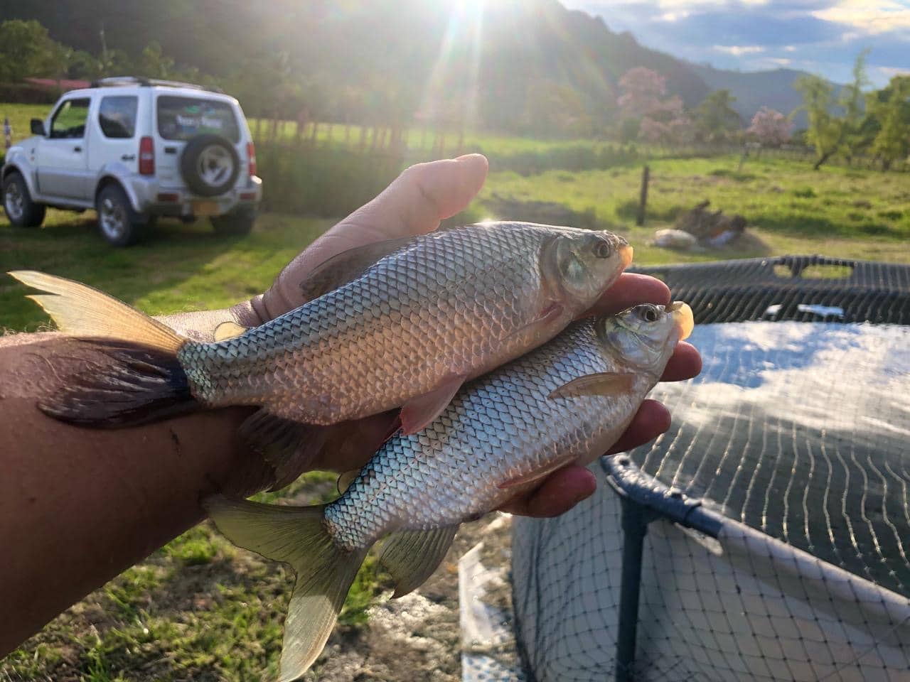 Bocachico Magdalena