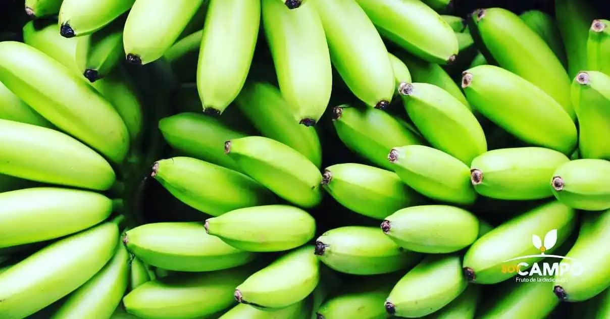 Venta de Murrapo o Baby Bananas Murracooc