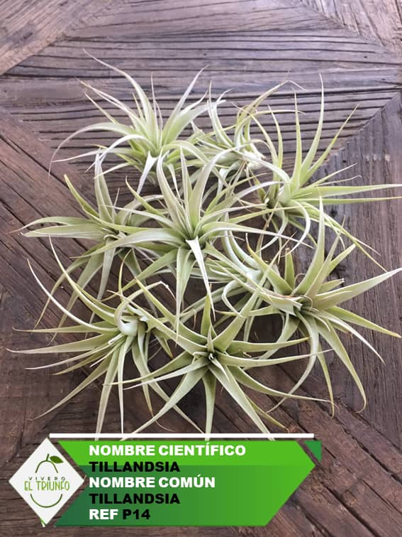 Plántula de Tillandsias