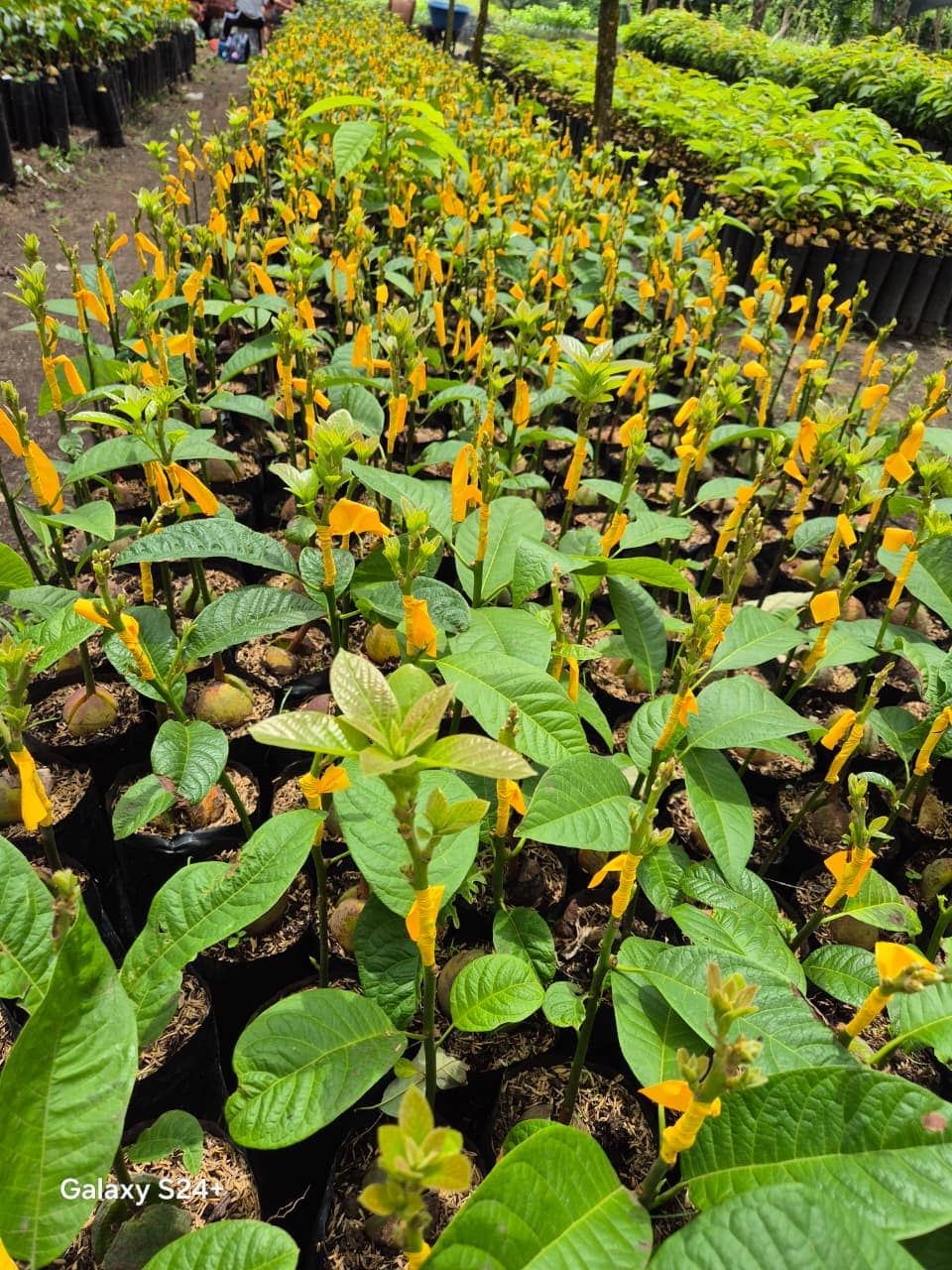 Plántula Lorena