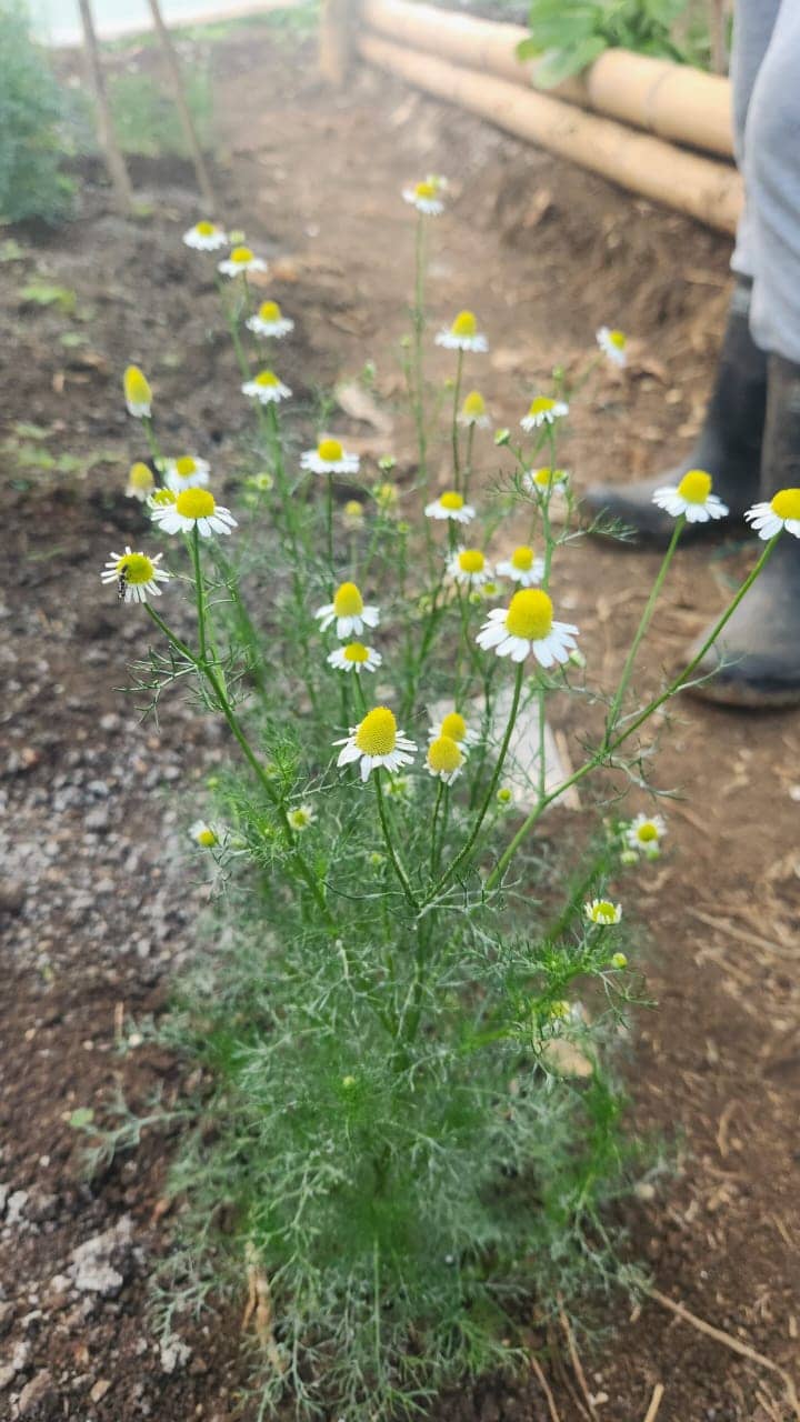 Manzanilla Fresca 1 kg | ASOUPAIK