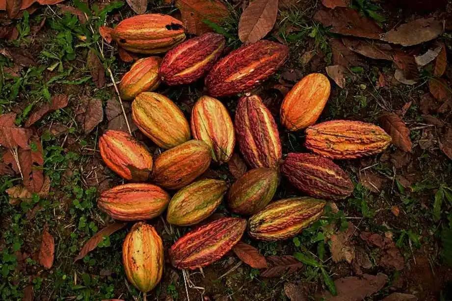 Cacao variedad modelo araucano premium x 40 kg