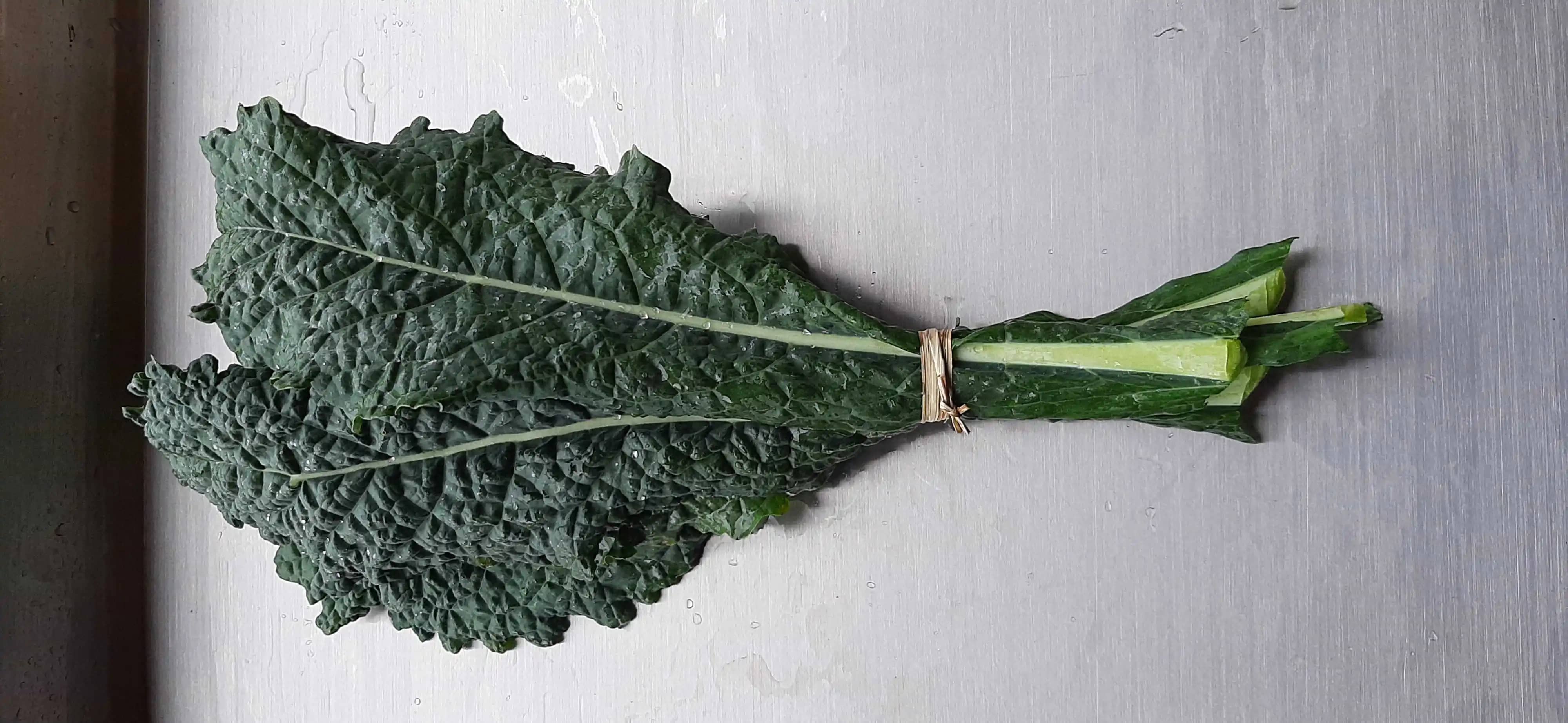 Kale Toscano hoja larga alto en hierro x 100 gr
