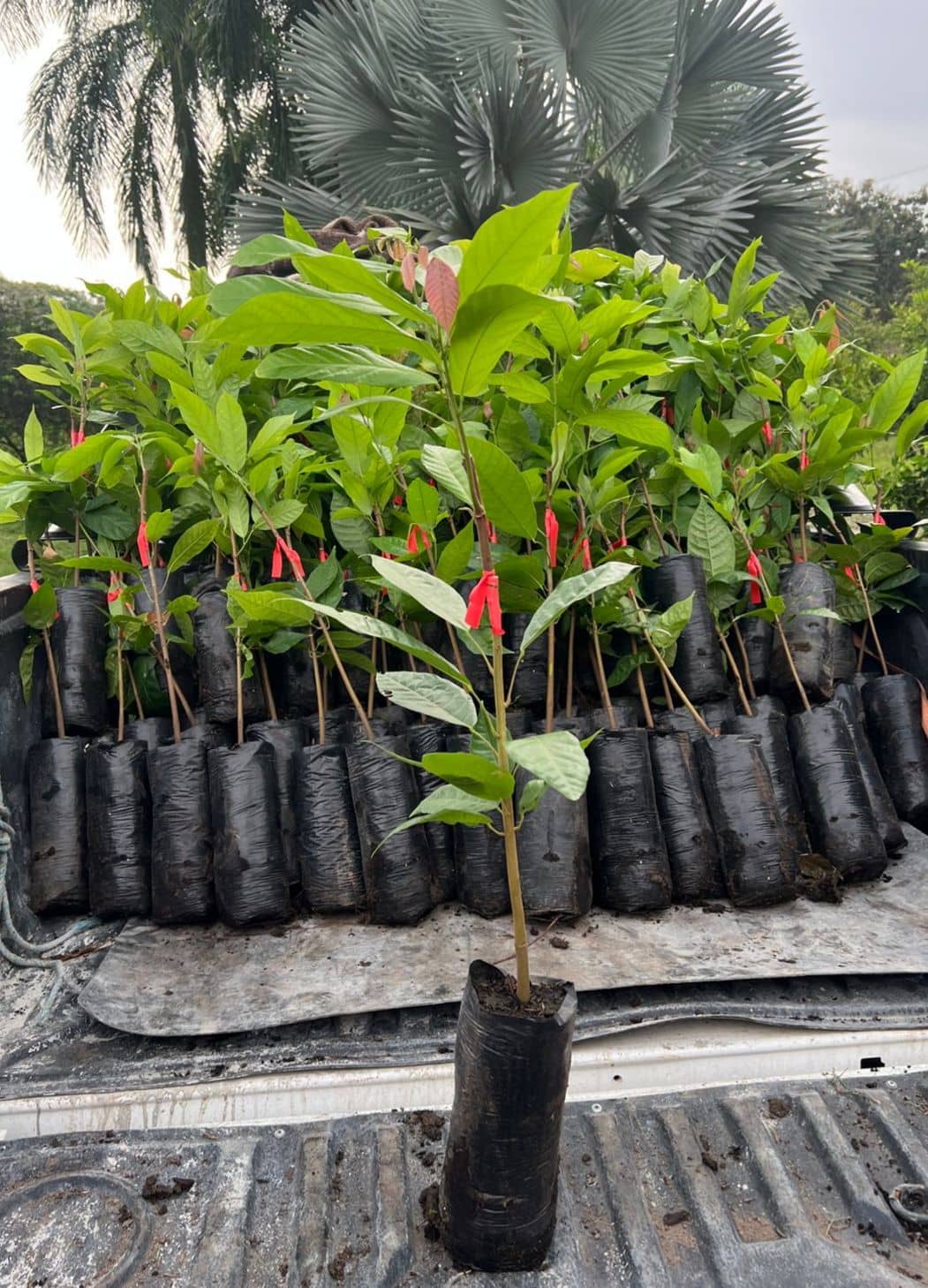 Cacao Clones CCN‑51| Alta productividad