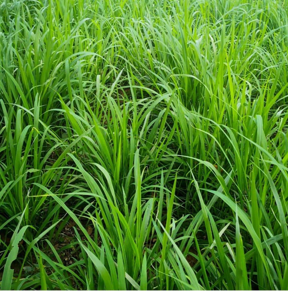 Semilla de pasto Panicum Massai – Pureza 95% – VC 77% – Importada de Brasil