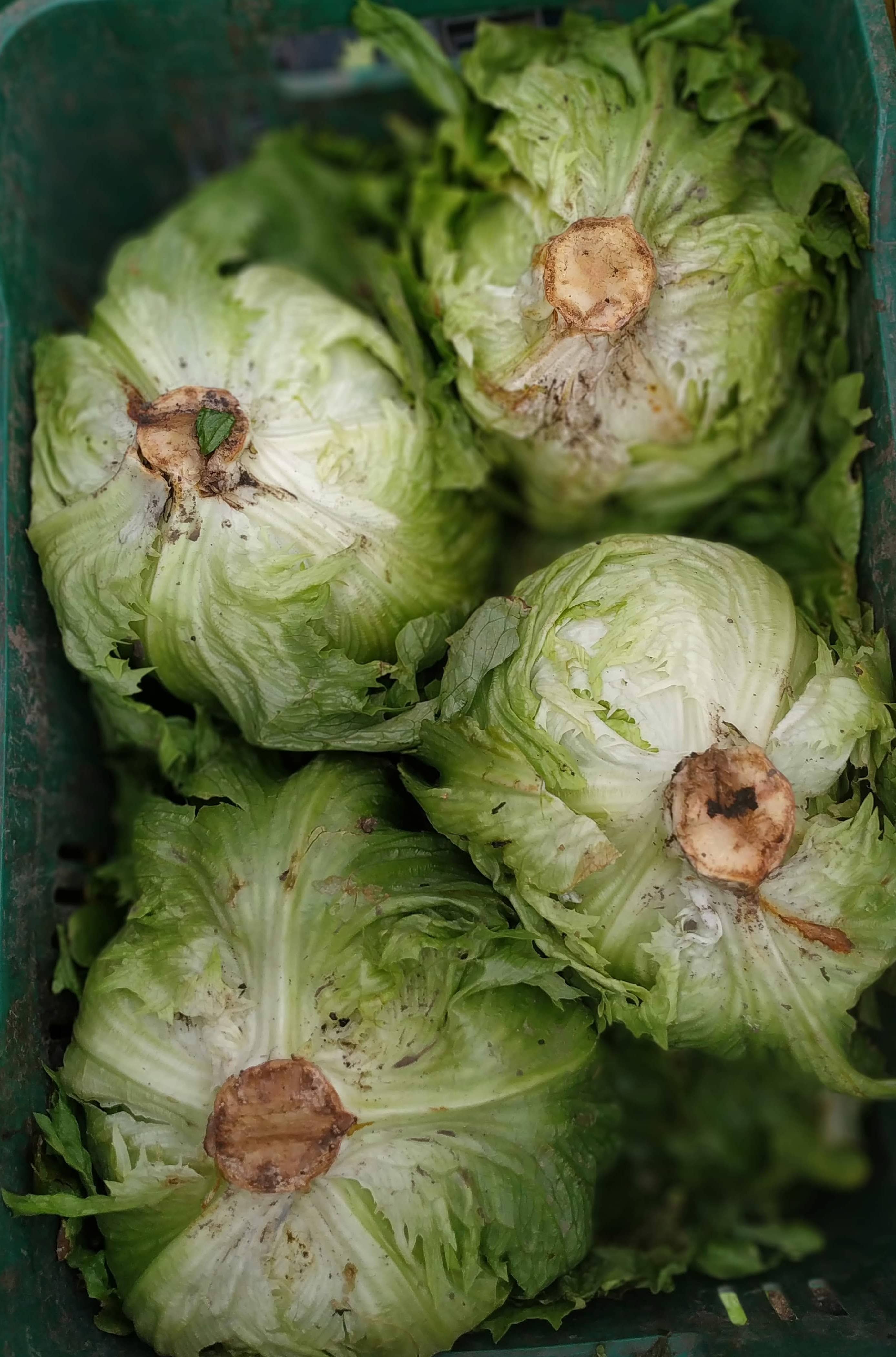 Lechuga Batavia Colguard al por Mayor | Caja de 8 Unidades (8 kg) | Alta Calidad y Precio Competitivo
