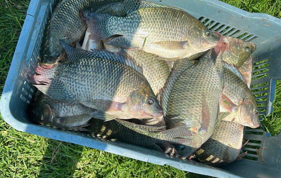 Tilapia Nilotica