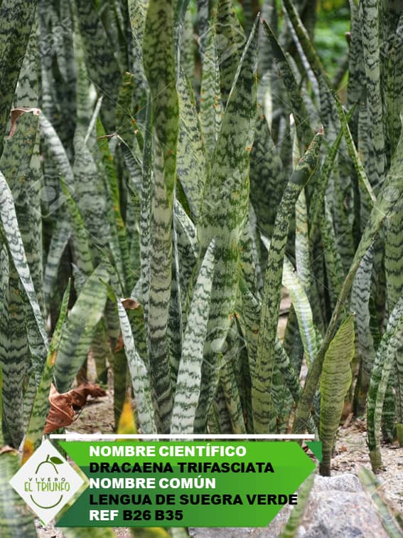 Plántula de Lengua de Suegra Verde