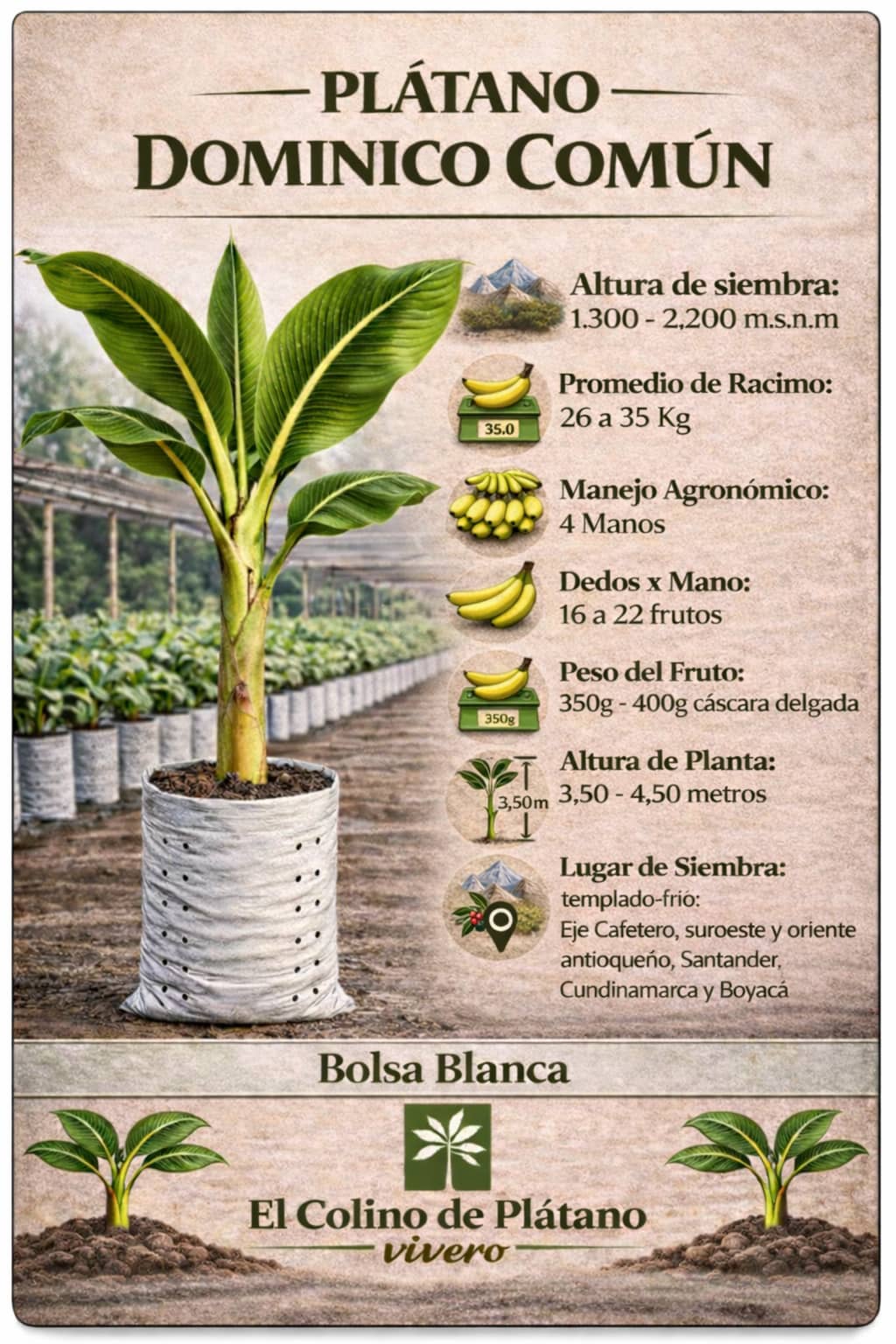 Plántula de Plátano Dominico Común Certificada