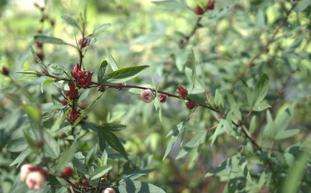 Captura de pantalla 2024-12-10 145039.png