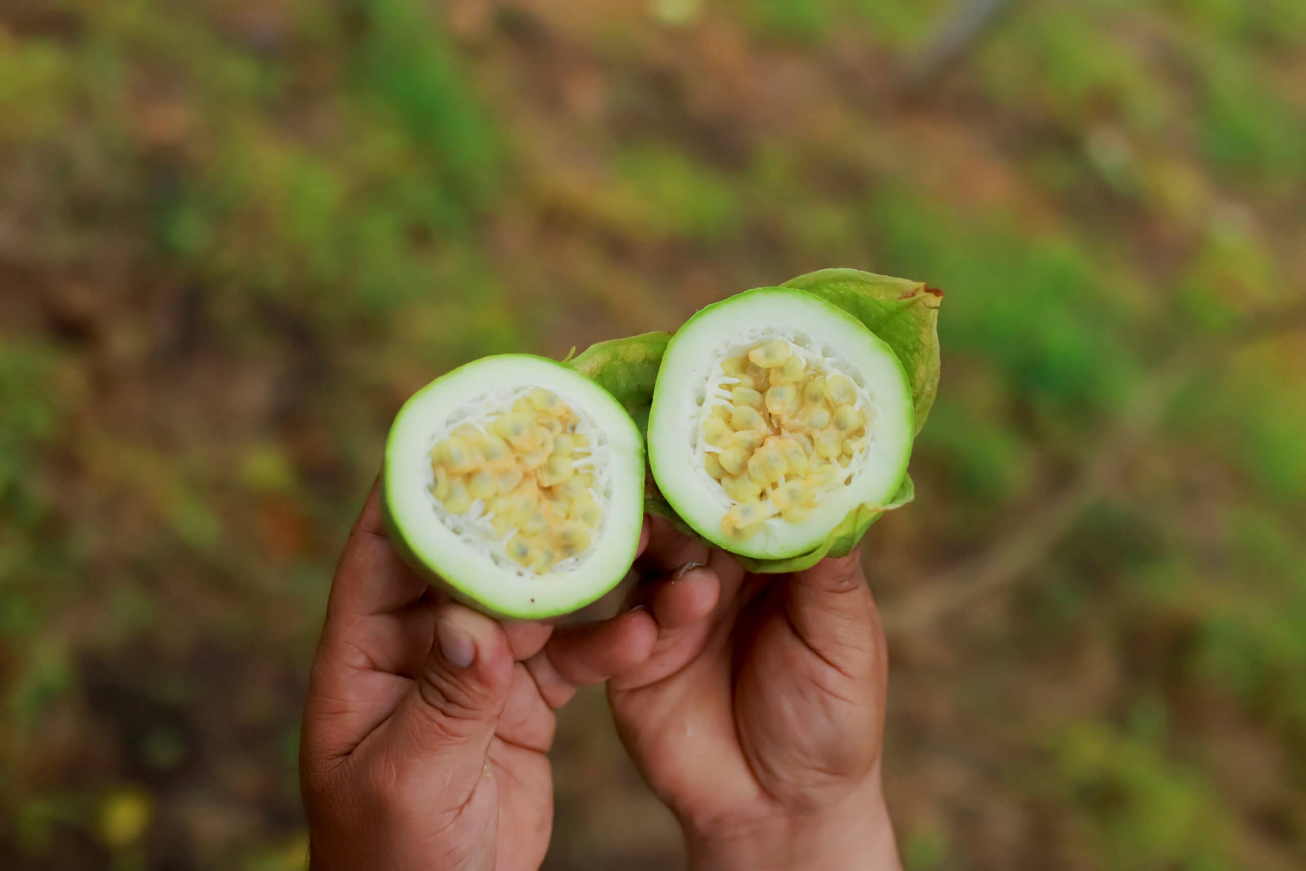 Cholupa del Huila