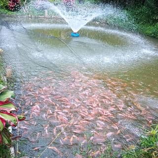 Villa Atahualpa Tilapia Roja