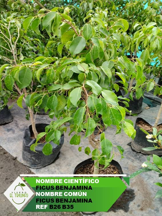 Plántula de Ficus Benjamina