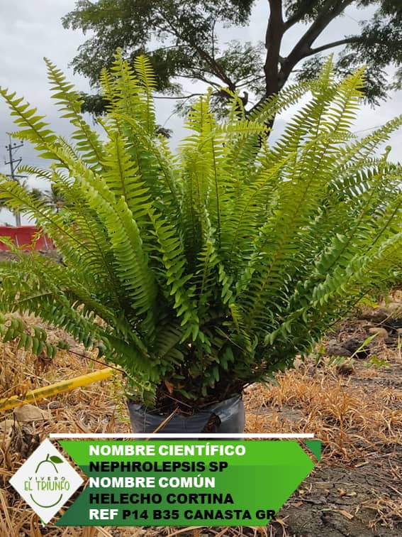 Plántula de Helecho Cortina