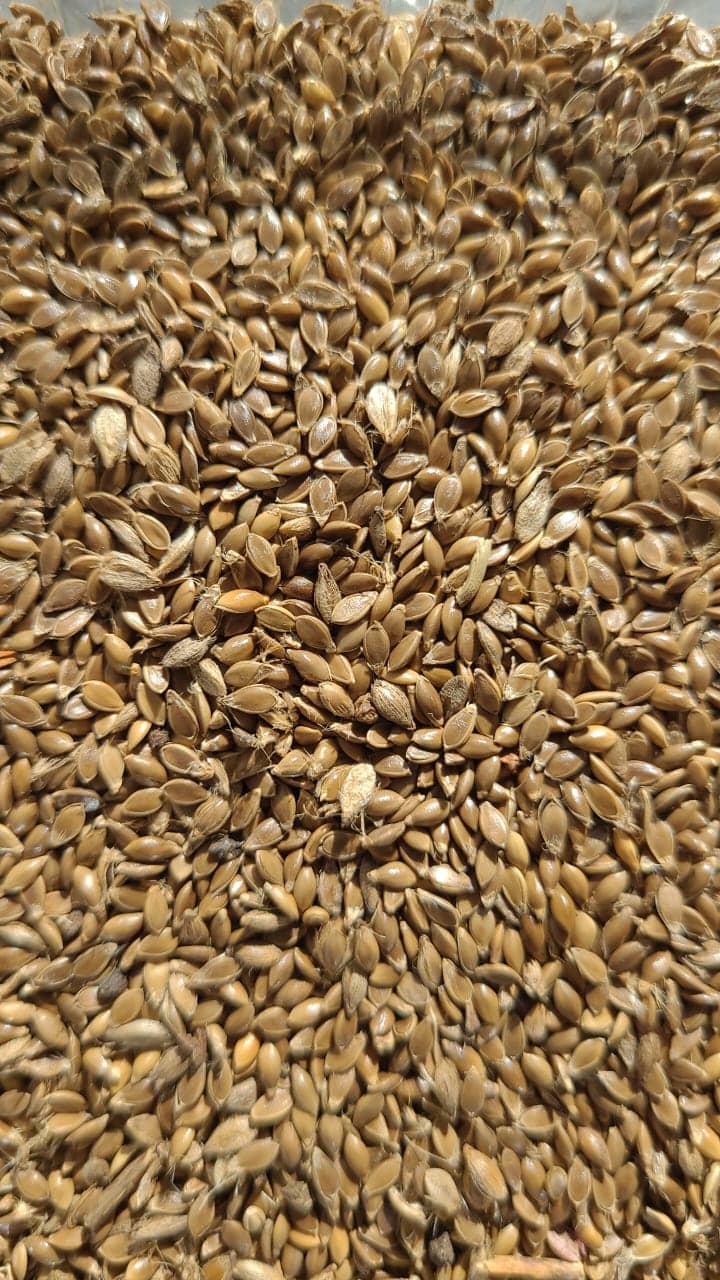 Semilla de pasto Brachiaria Llanero Dictyoneura – Pureza 95% – VC 76% - Importada de Brasil