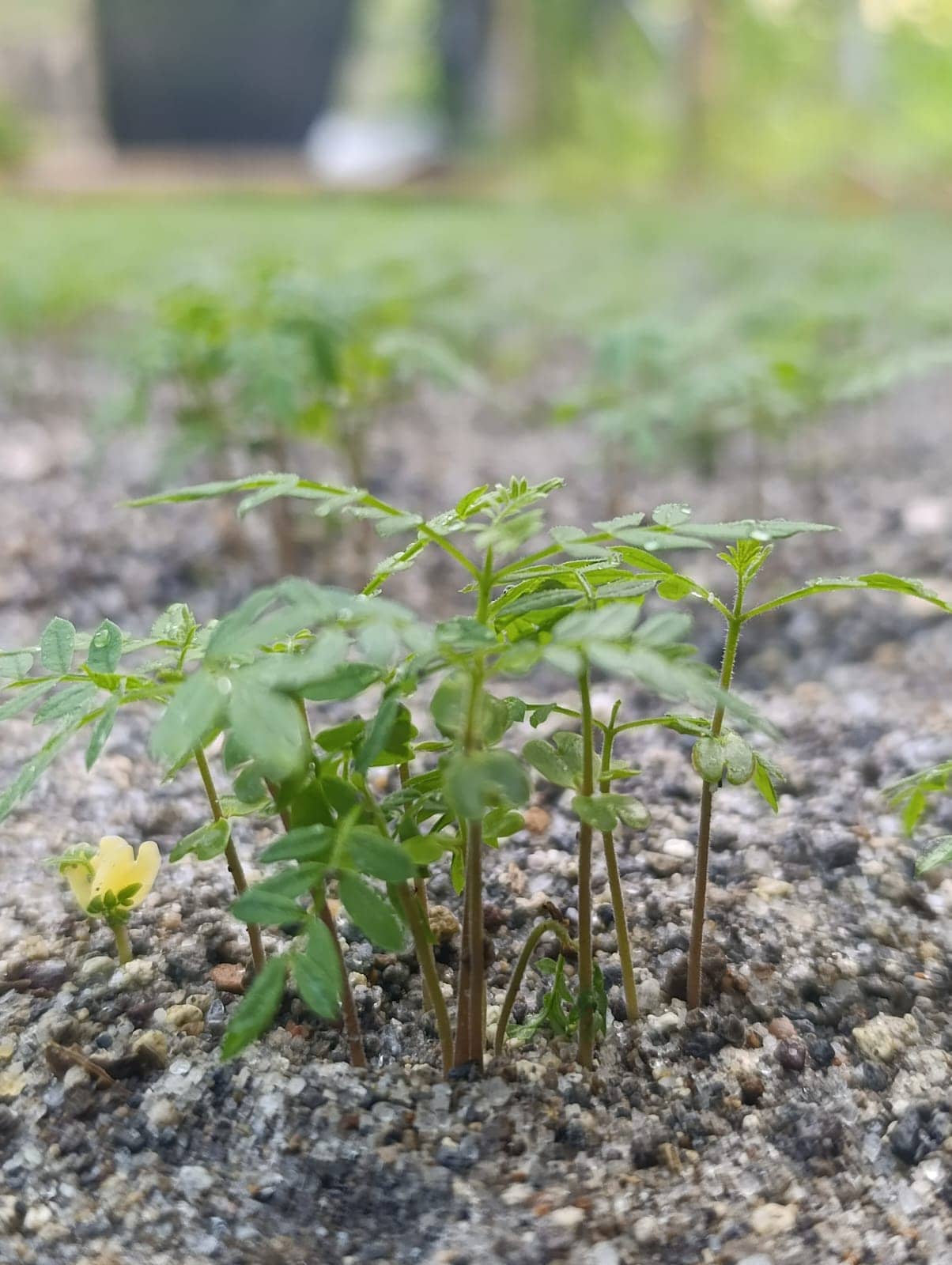 WhatsApp Image 2026-03-05 at 12.28.08 (1).jpeg