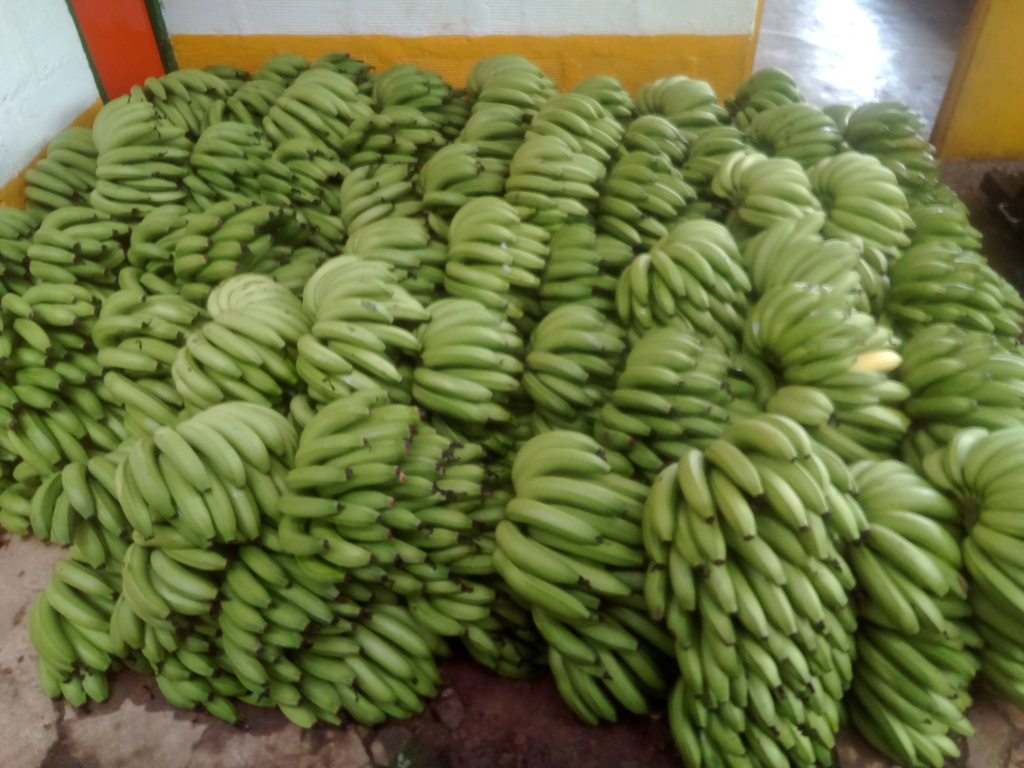 El Mirador Plátano y Banano