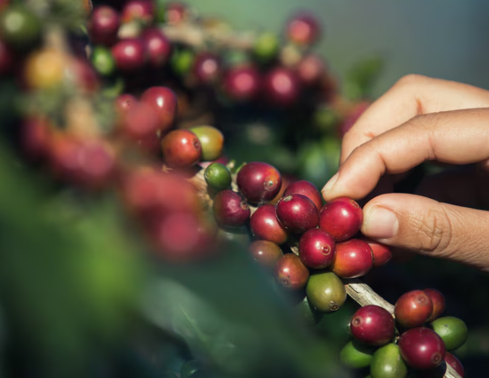 Cereza del Café.png